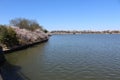 Pink Cherry Blossoms Scenic View West Potomac Park Washington DC .JPG