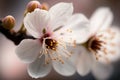 Spring Time. Nature of life. Pink Cherry blossom. Beautiful Cherry blossoms.