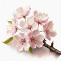 clipart Pink cherry blossoms on a tree branch on a white backgrounds