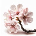 Pink cherry blossoms on a small tree branch on a white backgrounds