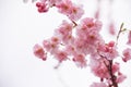 Pink Cherry Blossoms, Soft Focus, Bright Background, Spring Flower Shot Royalty Free Stock Photo