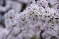 Pink cherry blossoms in soft style for the background. Sakura bloom in spring. Background art with pink blossom. Beautiful nature Royalty Free Stock Photo