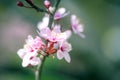 Pink cherry blossoms on a softly blurred background