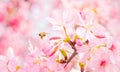 Pink cherry blossoms, sakura, flower pink, nature Royalty Free Stock Photo