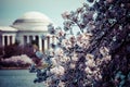 Pink cherry blossoms in spring framing the Jefferson Memorial in Washington DC Royalty Free Stock Photo