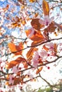 Pink cherry blossoms on tree branch with backlight sky Royalty Free Stock Photo