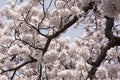 Pink Cherry Blossoms Tree Branches