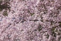 Pink cherry blossoms on tree branches in spring Royalty Free Stock Photo
