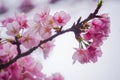 Pink Cherry blossoms on the tree