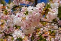 Pink cherry blossoms on a tree in full bloom Royalty Free Stock Photo