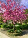 Pink cherry blossoms tree in spring season Royalty Free Stock Photo