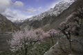 Pink Cherry blossum in foreground with Karakorum mountain scape Royalty Free Stock Photo