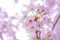 Pink Cherry Blossum Sakura, low clarity Royalty Free Stock Photo