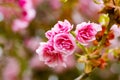 Pink cherry blossums with Bokeh