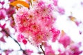 Pink cherry blossums in Springtime