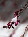 Pink cherry buds in the snow Royalty Free Stock Photo
