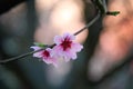 Pink Cherry Flower Blossom Close Up Royalty Free Stock Photo