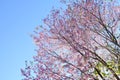 Pink cherry flower blossom in dalat Royalty Free Stock Photo