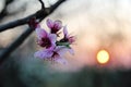 Pink Cherry Flower Blossom at Sunset Royalty Free Stock Photo