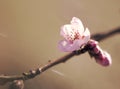 Pink cherry flower and pink buds