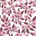 Pink cherry flower seamless pattern for background Royalty Free Stock Photo