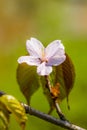 Pink cherry flower and some leaves on a twig