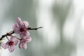 Pink cherry flowers blooming with branch on a green background Royalty Free Stock Photo