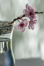 Pink cherry flowers blooming with branch in a small glass on a g