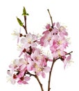 Pink cherry flowers on white background macro Royalty Free Stock Photo