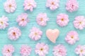 Pink cherry fresh flowers pattern with a heart on blue wooden background flat Royalty Free Stock Photo