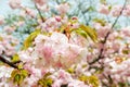 Pink cherry inflorescence with rain drops Close-up of sakura flowers and leaves on a rainy spring day. Nature and botany, plants