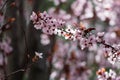 Pink cherry plum blossom, purple-leaf tree, Prunus cerasifera nigra, detail, branch, blossoms, tree, Turkish cherry Royalty Free Stock Photo