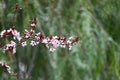 Pink cherry plum blossom, purple-leaf tree, Prunus cerasifera nigra, detail, branch, blossoms, tree, Turkish cherry Royalty Free Stock Photo