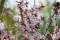 Pink cherry plum blossom, purple-leaf tree, Prunus cerasifera nigra, detail, branch, blossoms, tree, Turkish cherry Royalty Free Stock Photo