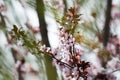 Pink cherry plum blossom, purple-leaf tree, Prunus cerasifera nigra, detail, branch, blossoms, tree, Turkish cherry Royalty Free Stock Photo