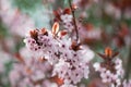 Pink cherry plum blossom, purple-leaf tree, Prunus cerasifera nigra, detail, branch, blossoms, tree, Turkish cherry Royalty Free Stock Photo