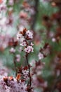 Pink cherry plum blossom, purple-leaf tree, Prunus cerasifera nigra, detail, branch, blossoms, tree, Turkish cherry Royalty Free Stock Photo