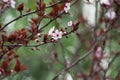 Pink cherry plum blossom, purple-leaf tree, Prunus cerasifera nigra, detail, branch, blossoms, tree, Turkish cherry Royalty Free Stock Photo