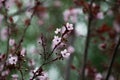 Pink cherry plum blossom, purple-leaf tree, Prunus cerasifera nigra, detail, branch, blossoms, tree, Turkish cherry Royalty Free Stock Photo