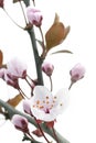 Pink Cherry Plum or Myrobalan Blossoms Royalty Free Stock Photo