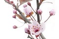 Pink Cherry Plum or Myrobalan Blossoms Royalty Free Stock Photo