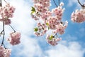 Pink cherry tree bloom flowers, spring of sakura tree twigs. Royalty Free Stock Photo