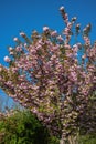 Pink cherry tree blossom against blue sky Royalty Free Stock Photo
