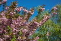 Pink cherry tree blossom against blue sky Royalty Free Stock Photo