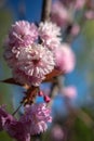 Pink cherry tree blossom against blue sky Royalty Free Stock Photo