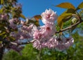 Pink cherry tree blossom against blue sky Royalty Free Stock Photo