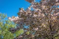 Pink cherry tree blossom against blue sky Royalty Free Stock Photo