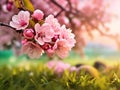 Pink cherry tree blossom flowers blooming in a green grass meadow on a spring Easter sunrise background. Royalty Free Stock Photo
