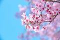 Pink cherry tree blossom flowers blooming in spring easter time against a natural sunny blurred garden banner background of blue Royalty Free Stock Photo