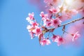 Pink cherry tree blossom flowers blooming in spring, easter time against a natural sunny blurred garden banner background of blue, Royalty Free Stock Photo